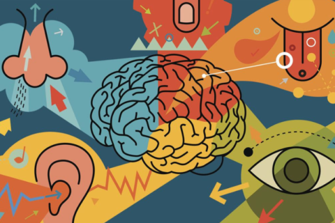 Learning Through Multiple Senses