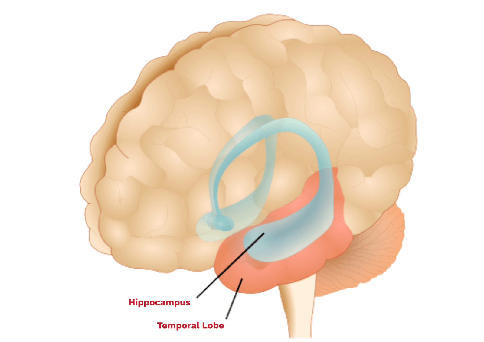 Temporal Memory The Science of Memory What Stays, What Fades, and Why